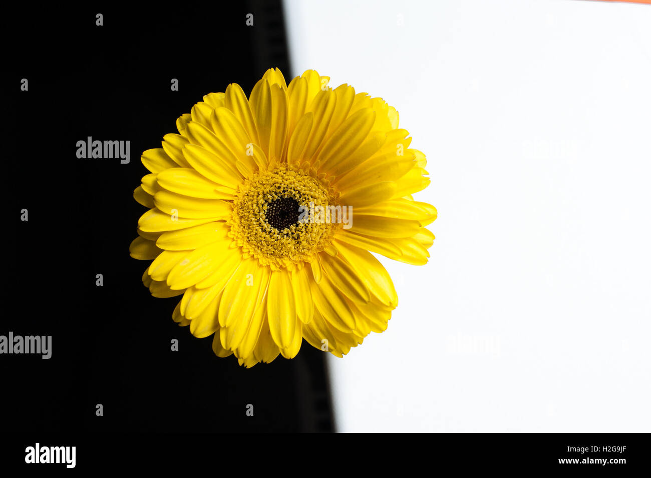 gelbe Gerbera Blume auf einem weißen und schwarzen Hintergrund Stockfoto