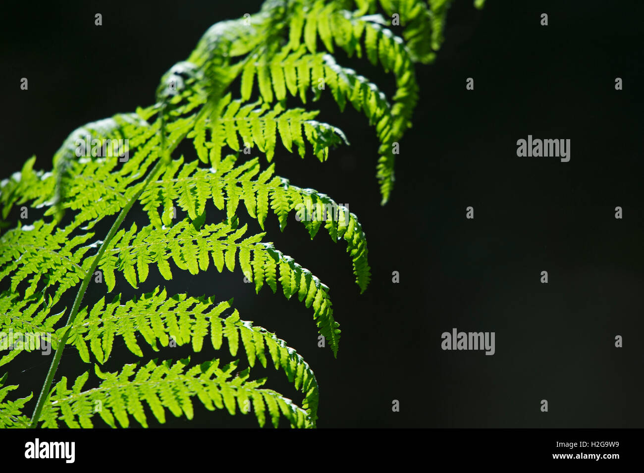 Adlerfarn Pteridium Aquilinum Wedel Hintergrundbeleuchtung im Wald Norfolk Juli Stockfoto