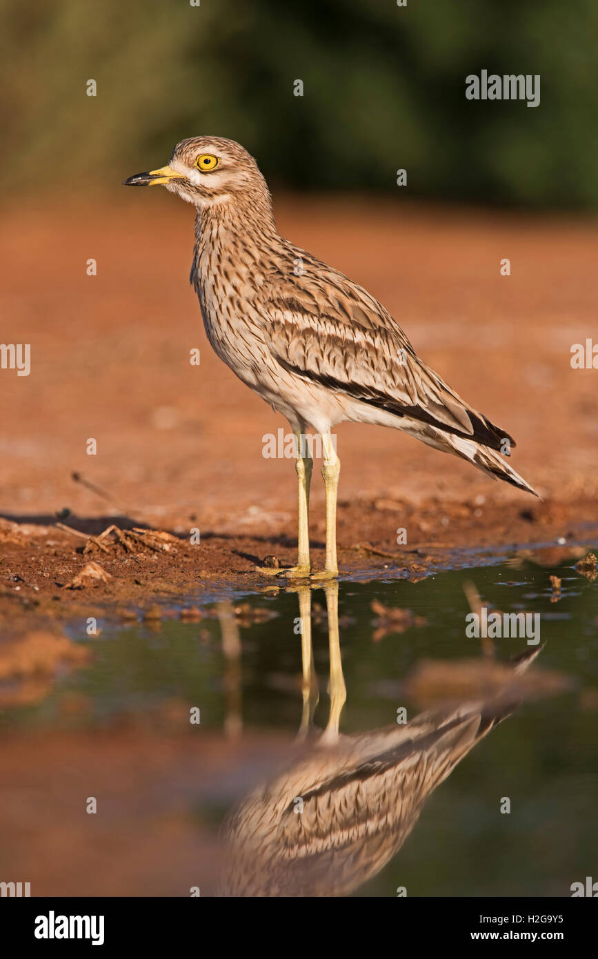 Eurasische Stein Culew Burhinus Oedicnemus Belchite Spanien Stockfoto
