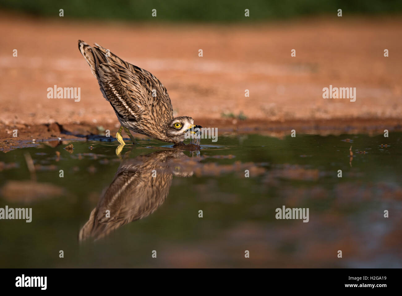 Eurasische Stein Culew Burhinus Oedicnemus trinken Belchite Spanien Stockfoto