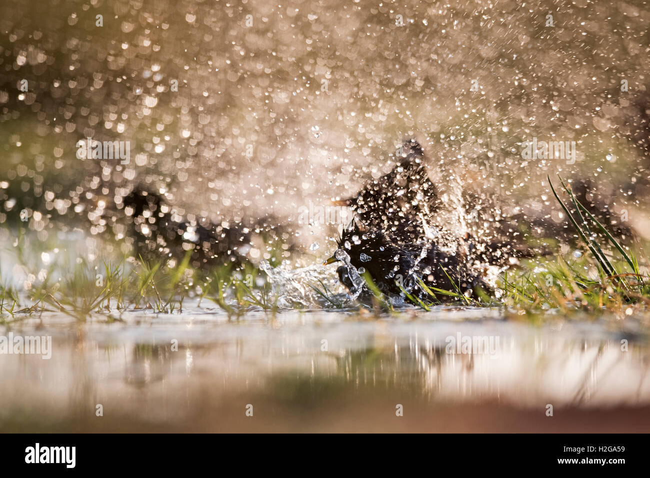 Makellos Stare Sturnus unicolor Baden im Pool an heißen Sommertag Belchite Spanien Stockfoto