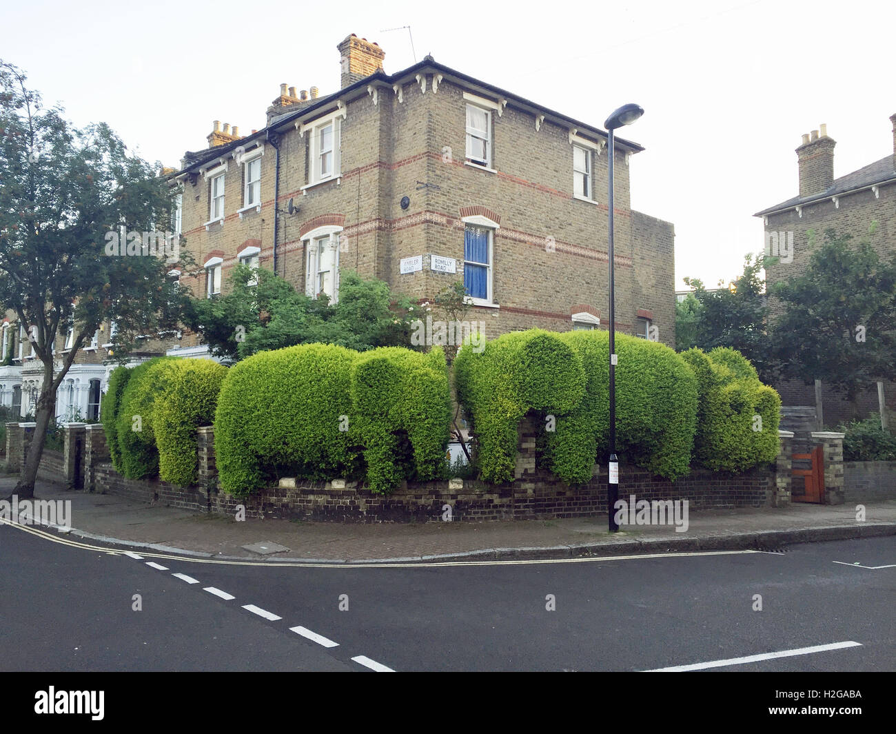 Ein stolzer Eigenheimbesitzer und leidenschaftlicher Gärtner hat ein schönes Beispiel für Formschnitt geschaffen, in der Form einer Familie von afrikanischen Elefanten in dieser ruhigen Nord-London-Straße.  Wo: London, Vereinigtes Königreich bei: 18. Juli 2016 Stockfoto