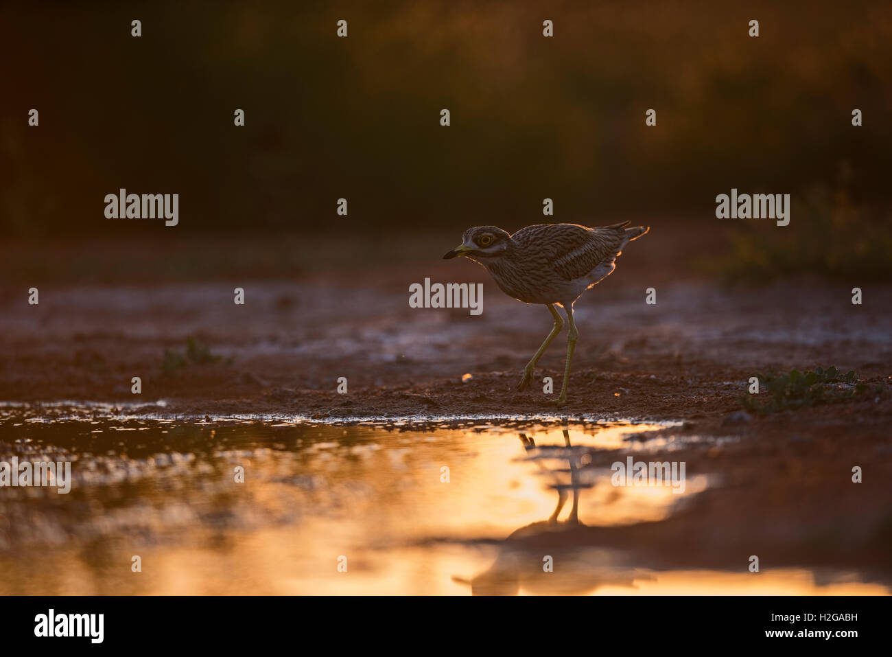Eurasische Stein Culew Burhinus Oedicnemus Belchite Spanien Stockfoto