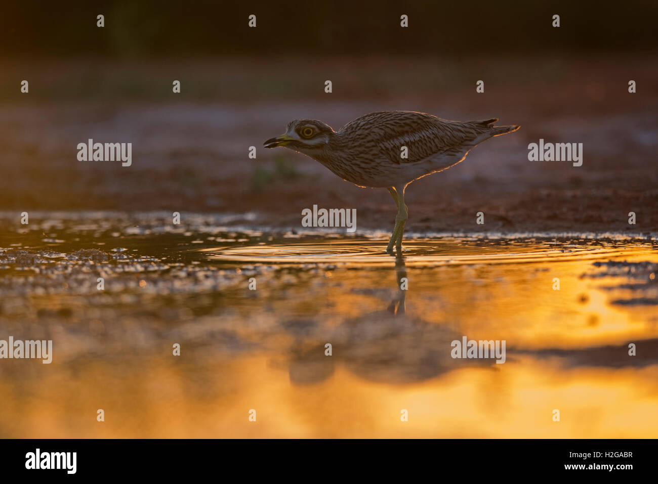 Eurasische Stein Culew Burhinus Oedicnemus Belchite Spanien Stockfoto