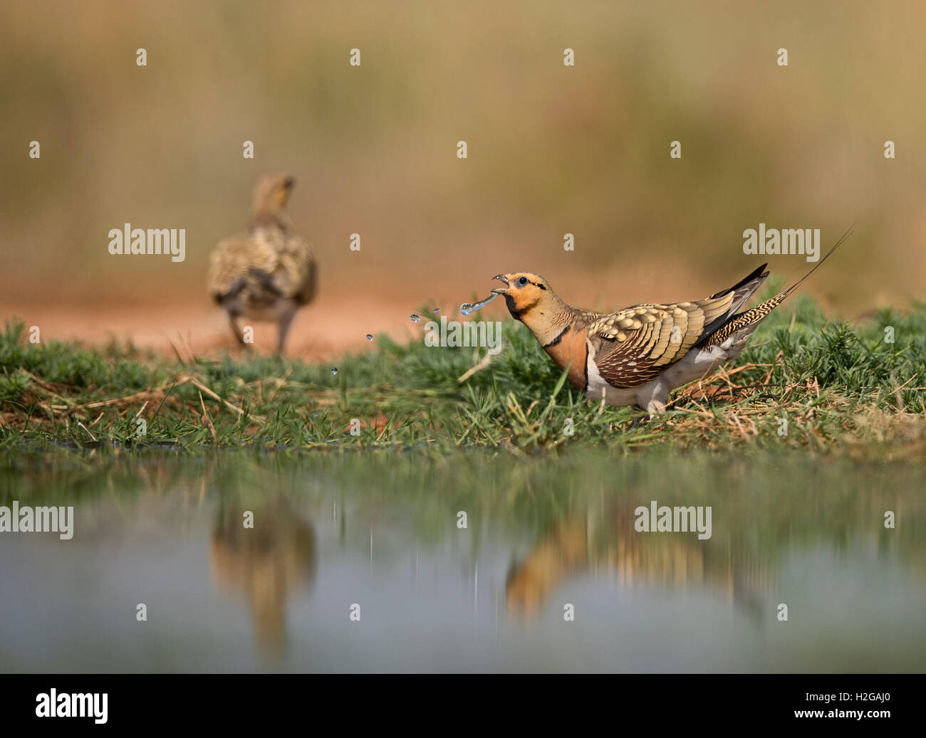 PIN-tailed Sandgrouse Pterocles Alchata auf spanischen Steppen Belchite, Aragon, Spanien, Juli Stockfoto