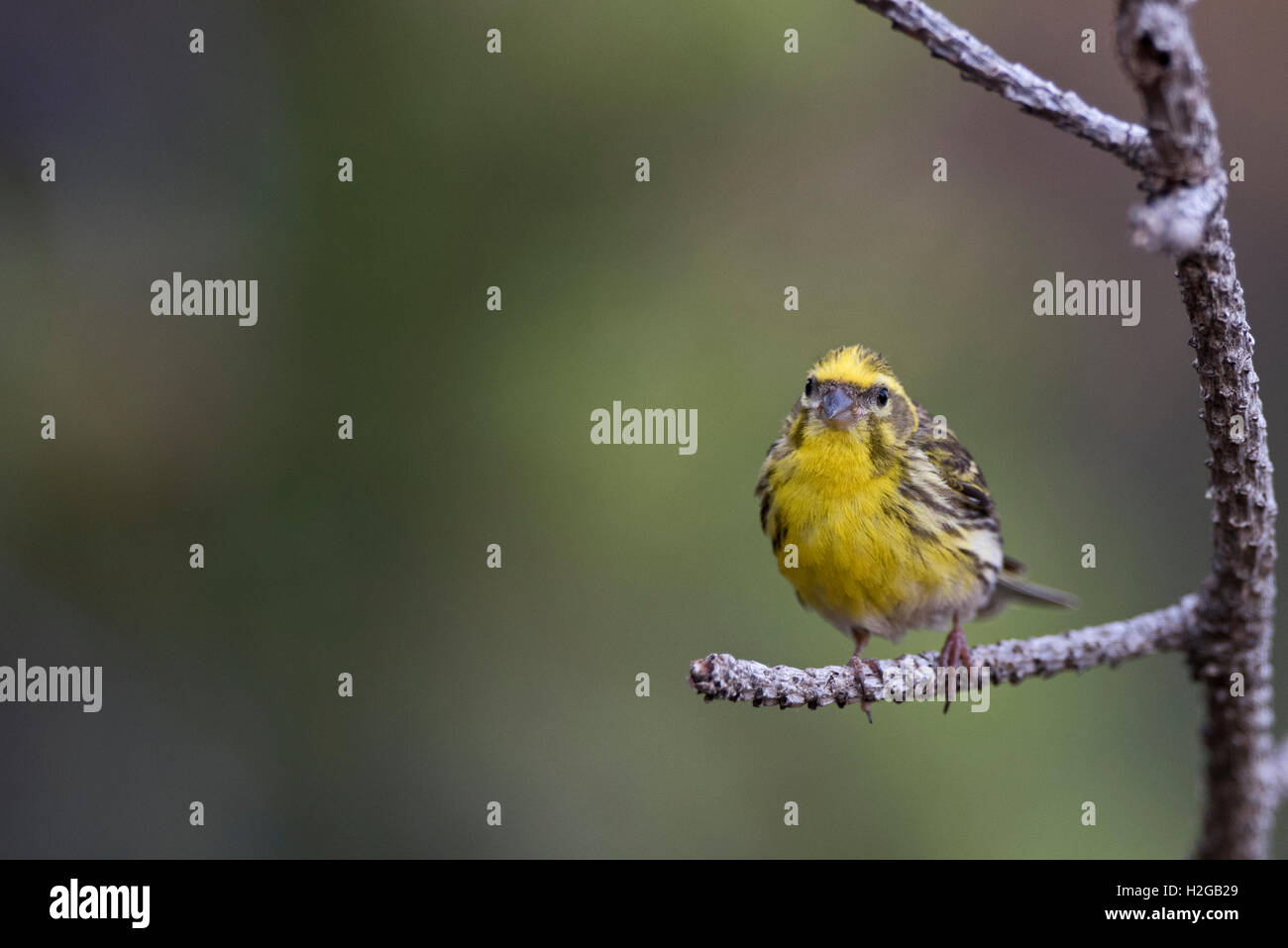 Serin Serinus Serinus Männchen kommen im Pinienwald spanischen Pyrenäen zu trinken Stockfoto