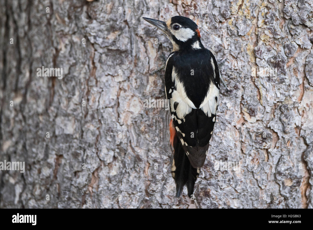 Great Spotted Woodpecker Dendrocopos major Pyrenäen Spanien Stockfoto