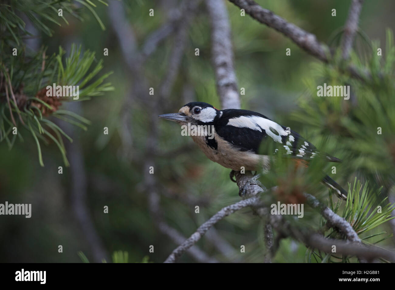 Great Spotted Woodpecker Dendrocopos major Pyrenäen Spanien Stockfoto