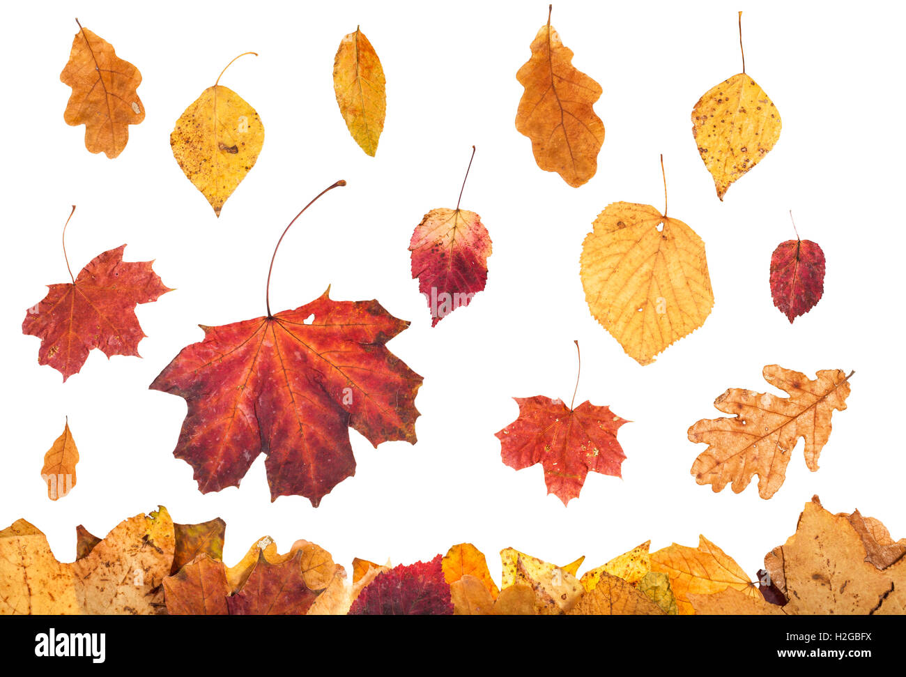 saisonale Collage - Herbstblätter verschiedene fallen auf Blattsänfte isoliert auf weißem Hintergrund Stockfoto