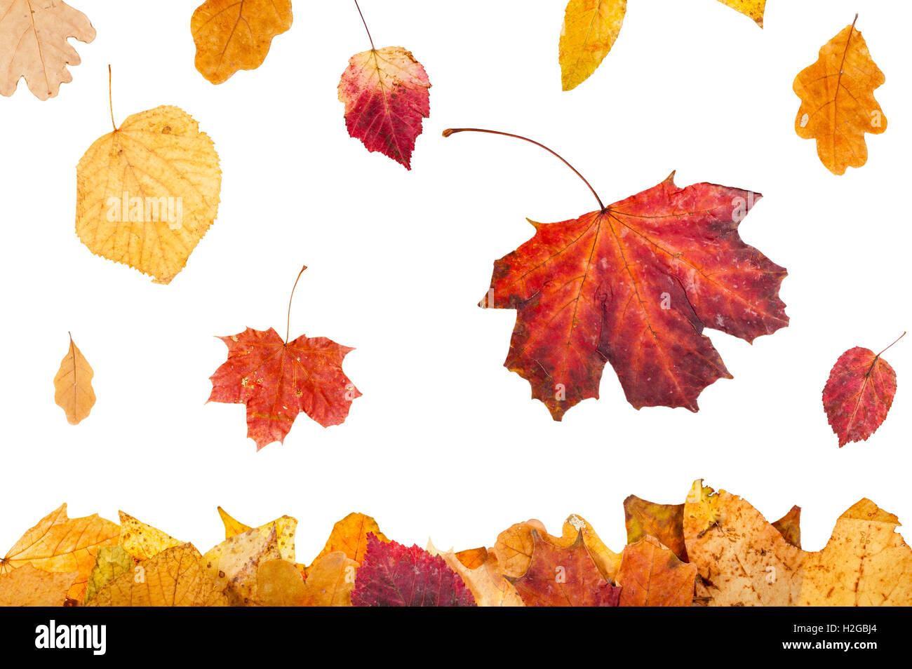 saisonale Collage - Blätter gelb und rot im Herbst fallen auf Blattsänfte isoliert auf weißem Hintergrund Stockfoto
