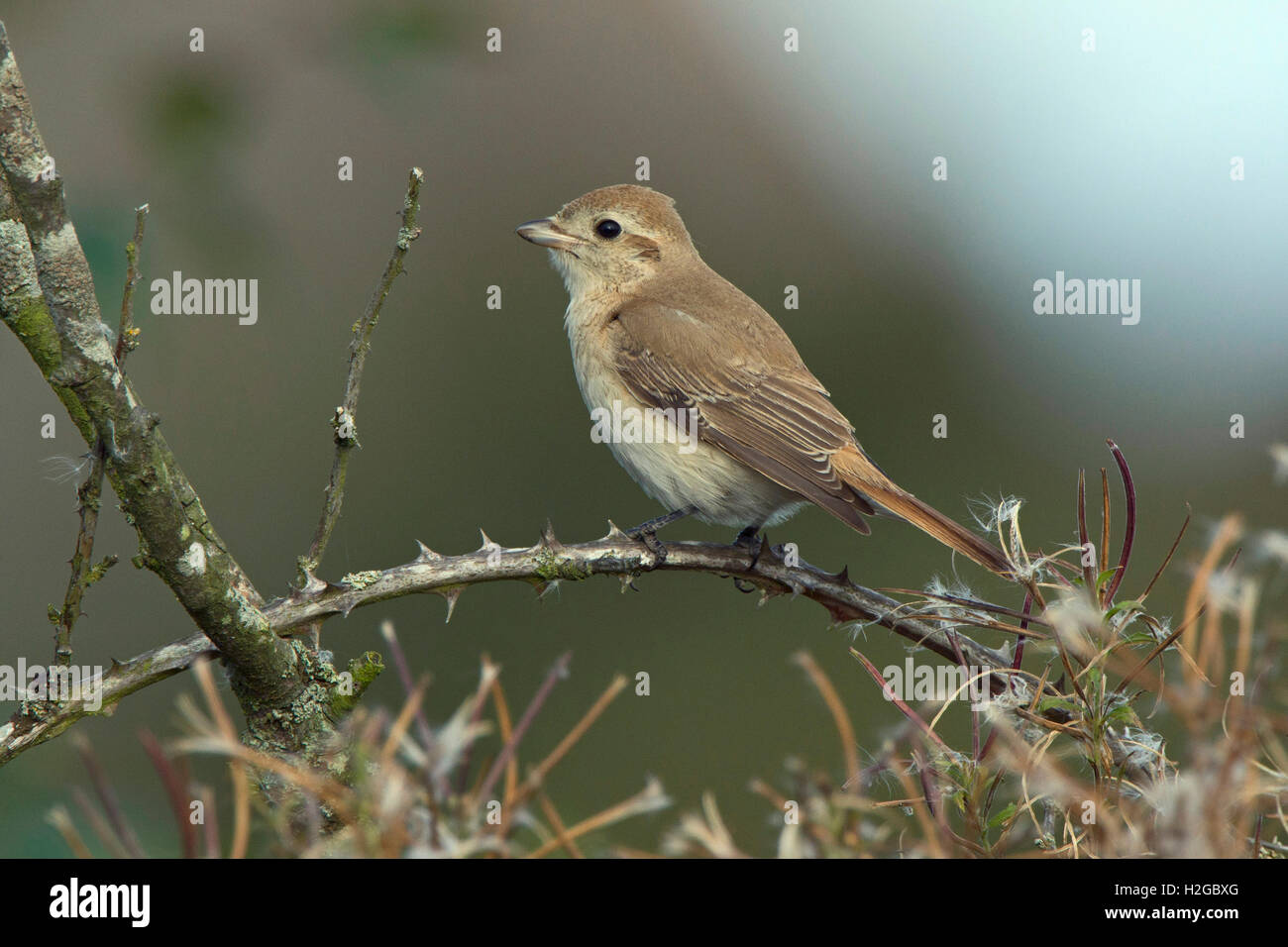 Isabellinische (Daurische) Shrike Lanius Isabellinus Beeston gemeinsame Norfolk Oktober 2015 Stockfoto