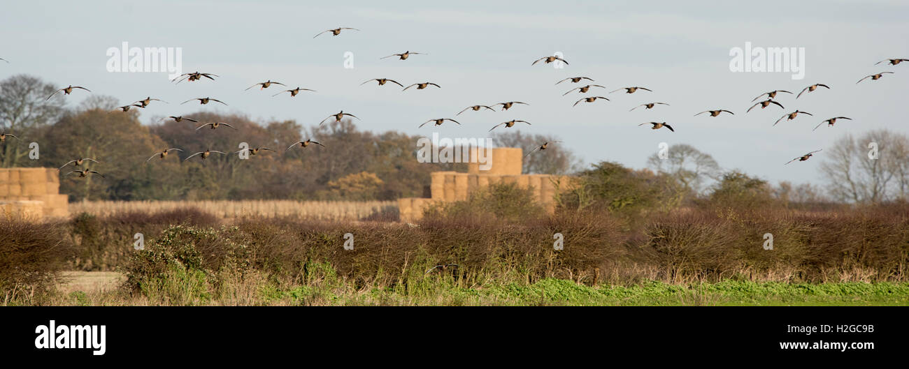 Pink-footed Gänse Anser Brachyrhynchus strömen über geernteten Rüben Feld North Norfolk Dezember Stockfoto