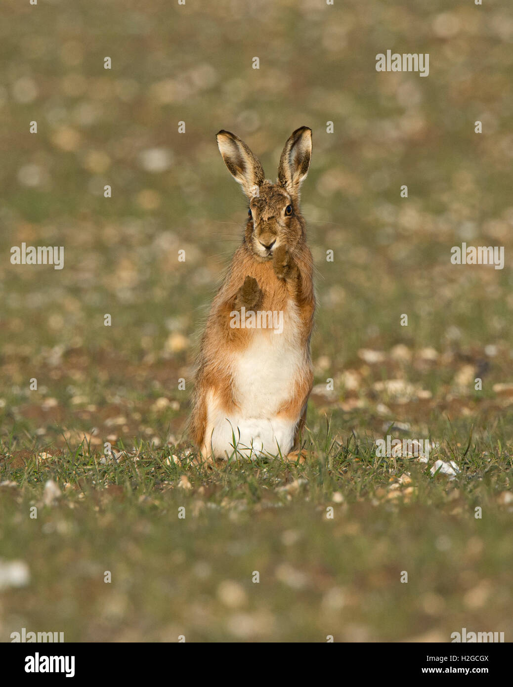 Brauner Hase Lepus Europaeus Holt Norfolk März Stockfoto