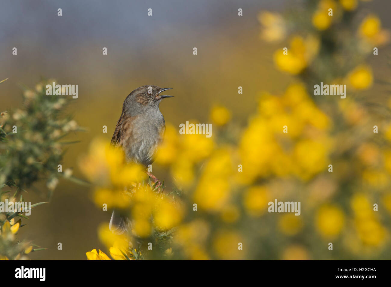 Heckenbraunelle Prunella Modularis im Lied Norfolk März Stockfoto