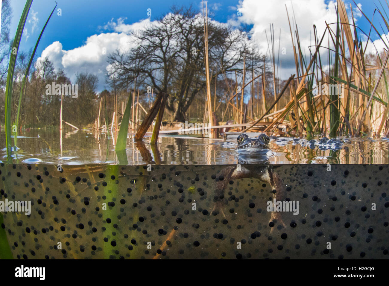 Grasfrosch, Rana Temporaria unter Frosch laichen Cromer Norfolk März Stockfoto