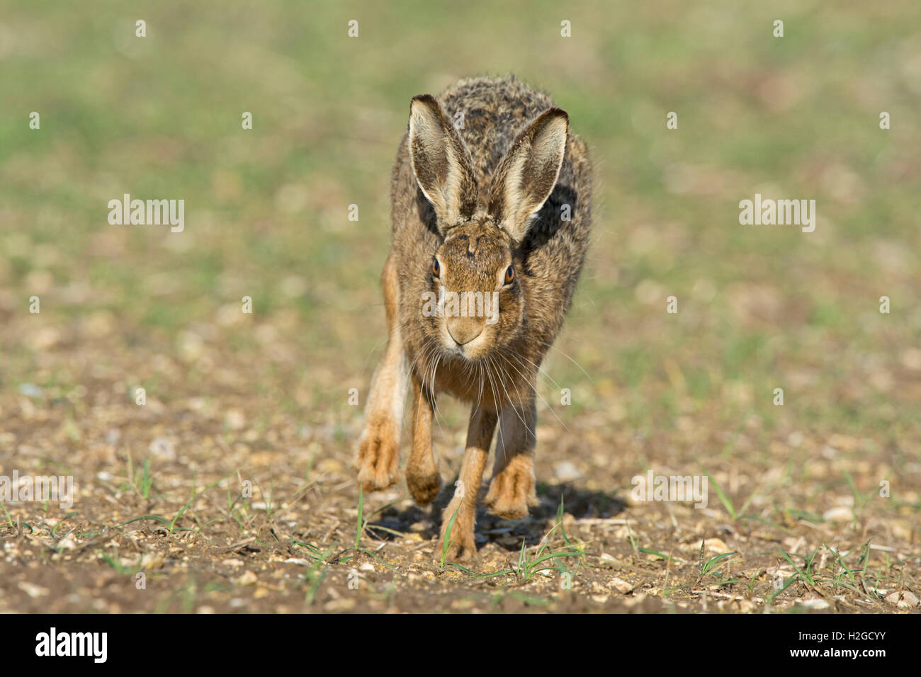 Brauner Hase Lepus Europaeus Holt Norfolk in der Nähe von März Stockfoto