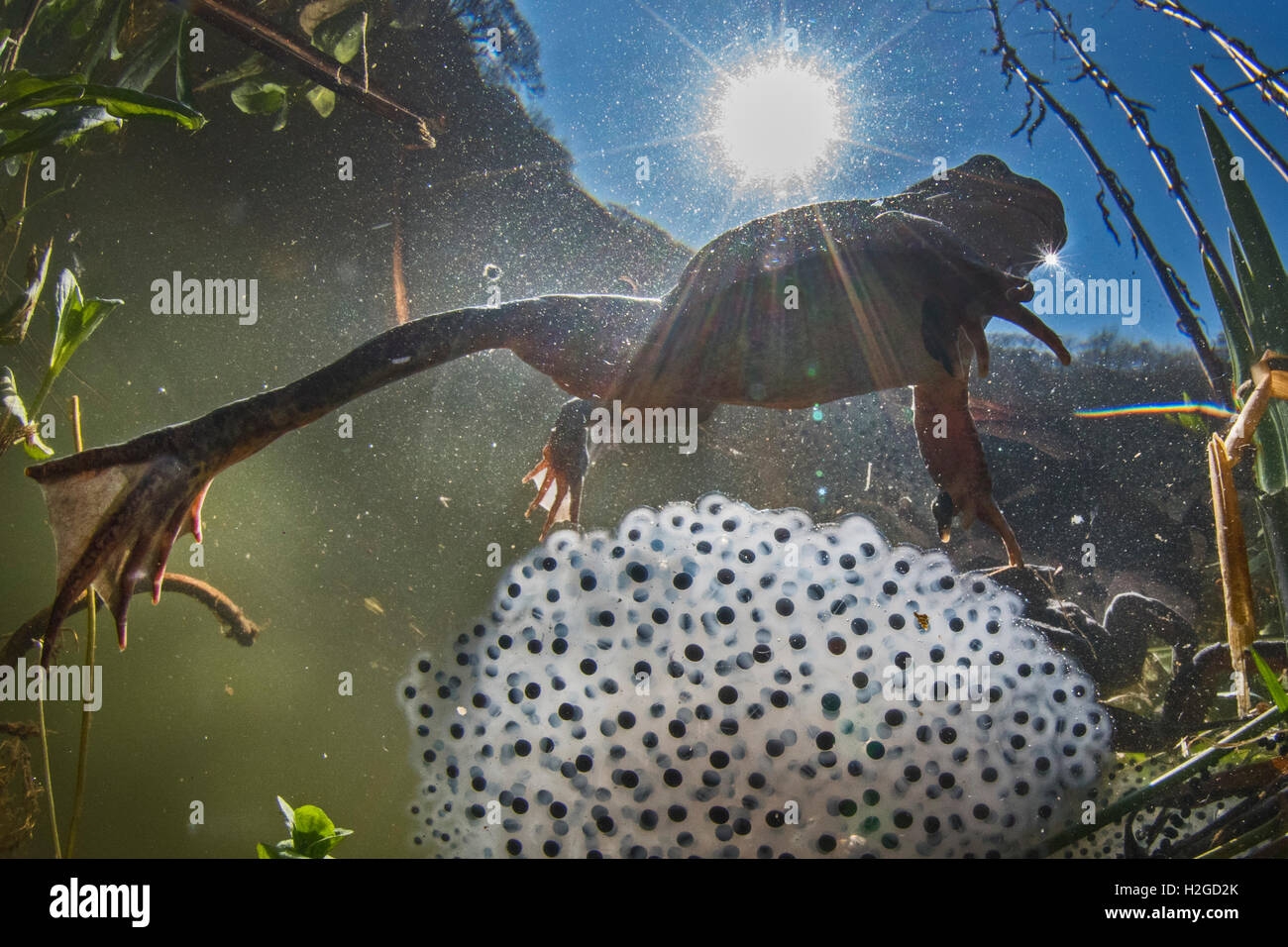 Grasfrosch, Rana Temporaria und FroschLaich im Teich im Frühling North