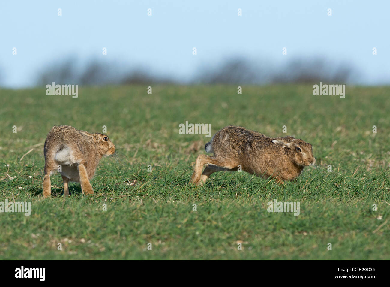 Brauner Hase, Lepus Europaeus männlich und weiblich, Weiblich kommen in die Saison, North Norfolk März Stockfoto