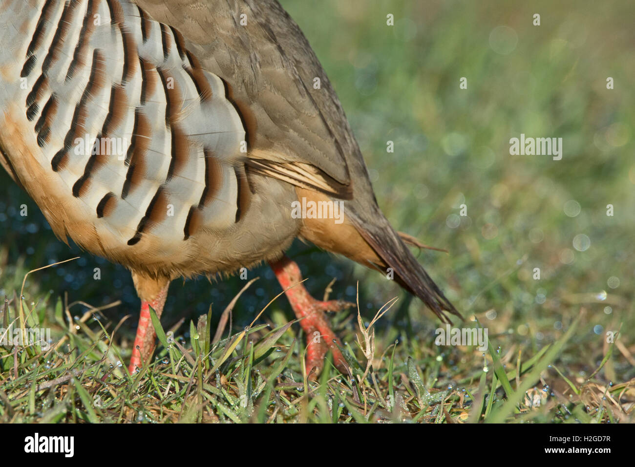 Rothuhn, Rufa Rufa männlichen North Norfolk März Stockfoto