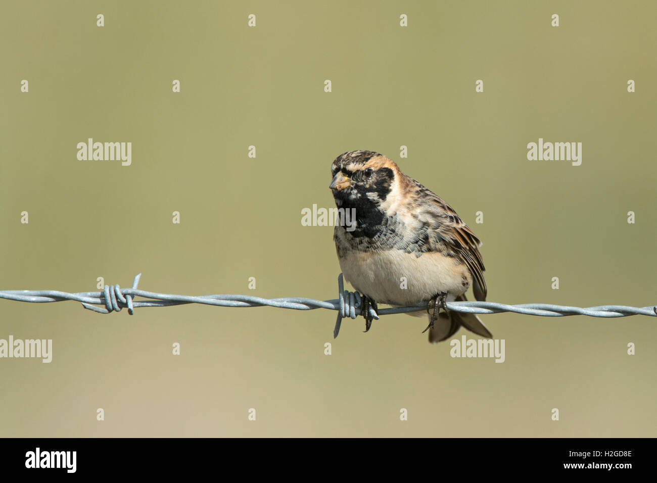 Lappland Bunting, Calcarius Lapponicus, Männlich, die in der Zucht Gefieder, Blakeney, Norfolk, März Stockfoto