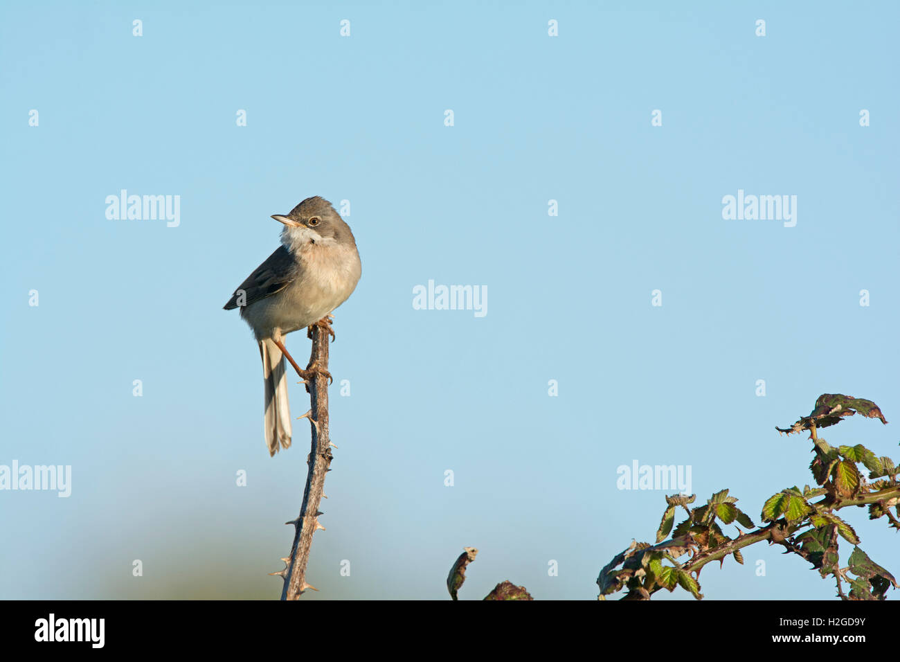Whitethroat Sylvia Curruca in Song North Norfolk Mai Stockfoto