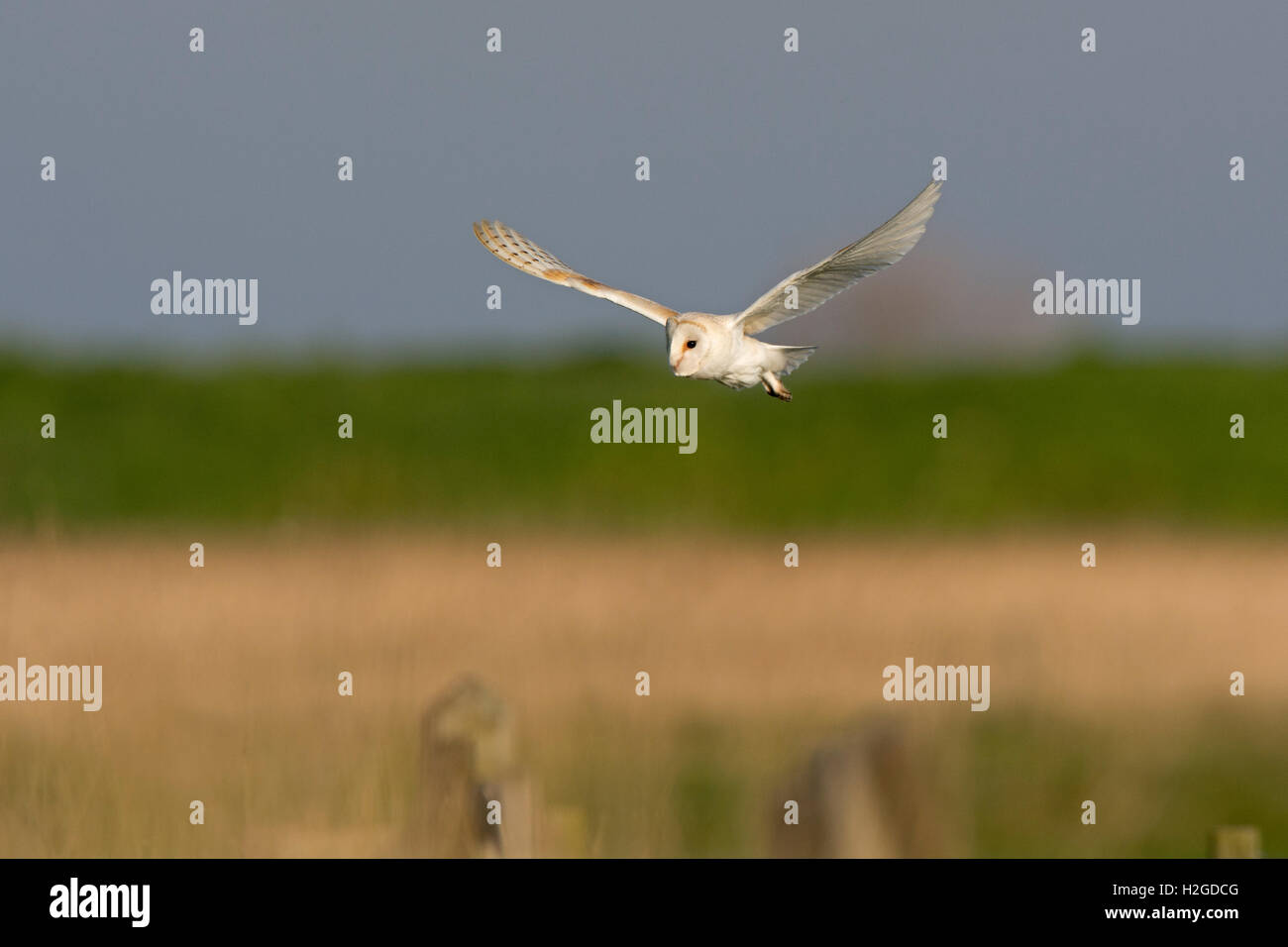 Schleiereule Tyto Alba, Männlich, die Jagd auf Cley NWT Reserve North Norfolk Mai Stockfoto