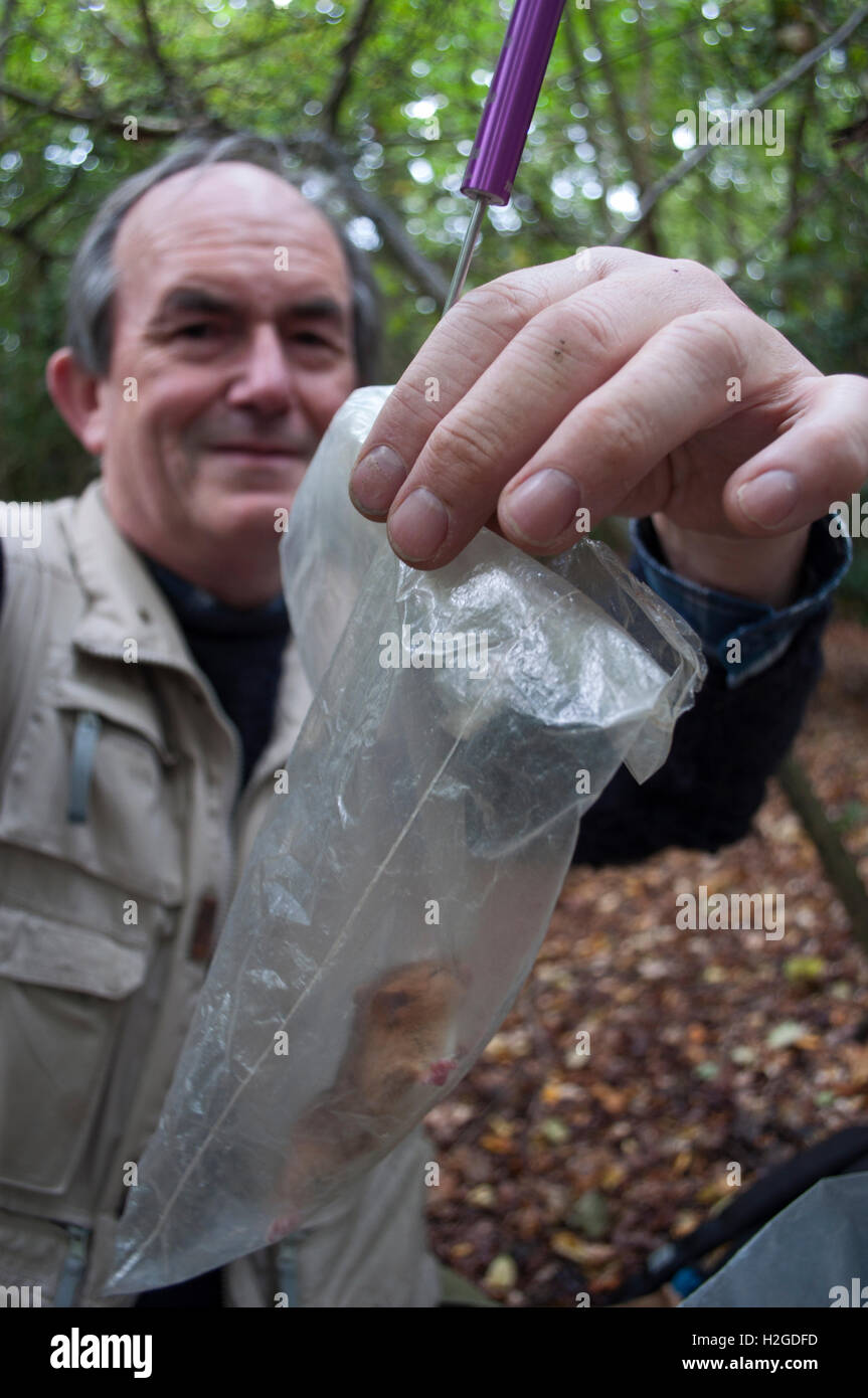 Alan Ford lizenziert Siebenschläfer Handler Wighing ein Hazel Dormouse im Siebenschläfer-Box in Studie gefangen plot Kent Herbst Stockfoto