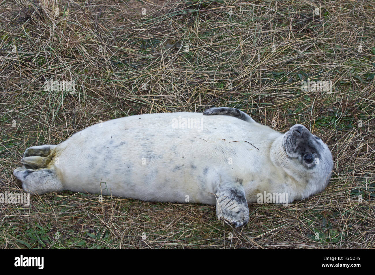 Grey Seal Pup Halichoerus Grypus in humorvoll-Pose Donna Nook Lincolnshire Stockfoto