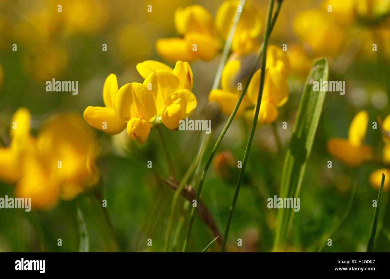 Vogel's – Foot Trefoil, Lotus Corniculatus. Stockfoto