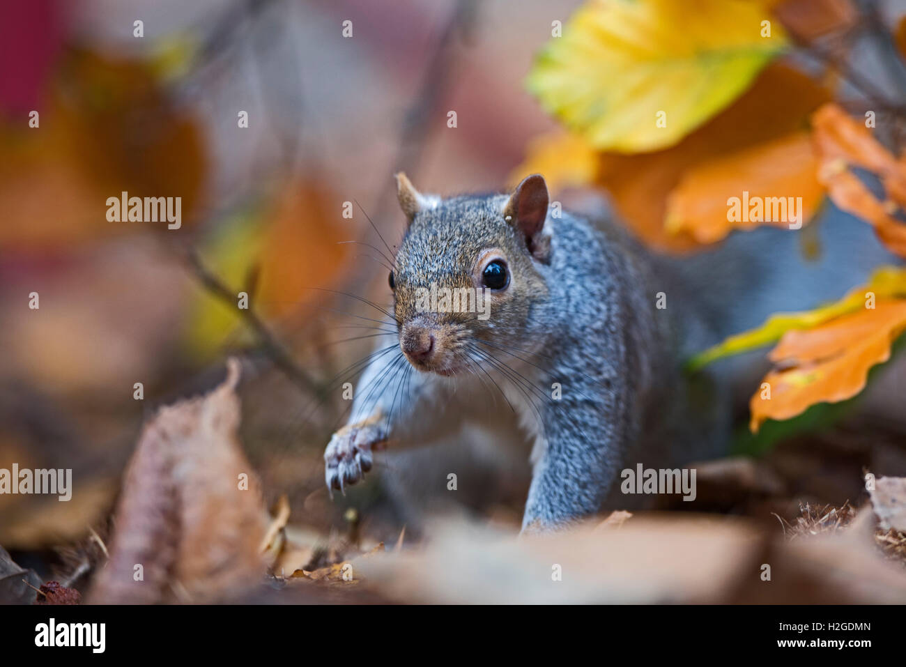 Graue Eichhörnchen Sciurus Carolinensis Norfolk Herbst Stockfoto