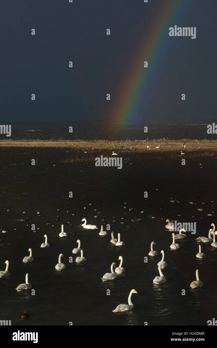 Singschwäne, Cygnus Olor sammeln für ihren Nachmittag feed bei Welney Wildfowl & Feuchtgebiete Vertrauen Reserve in die Ouse wäscht in Eas Stockfoto