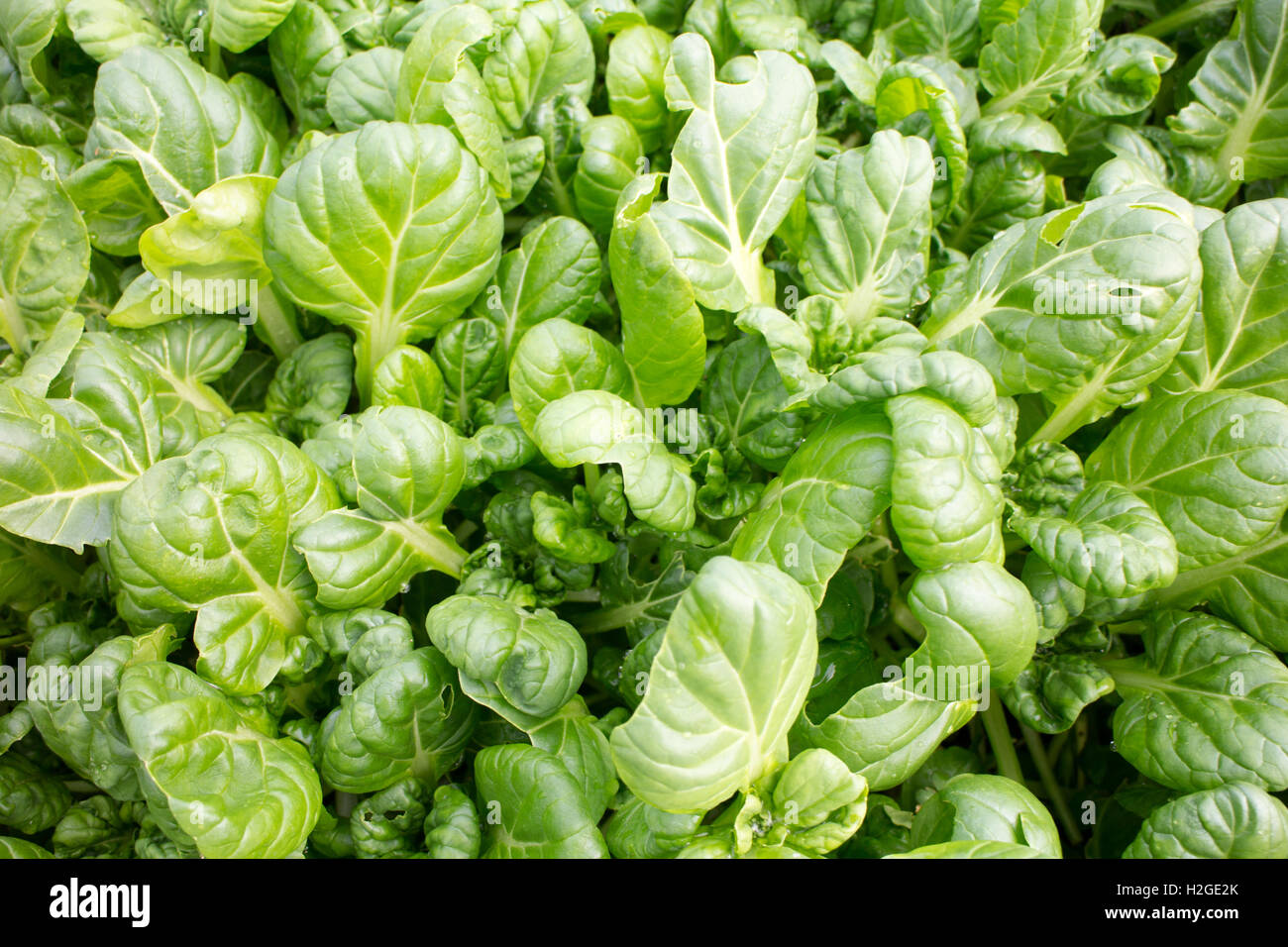 Asiatischer Salat aus der lokalen Farm frische auf Vancouver Island, BC Stockfoto