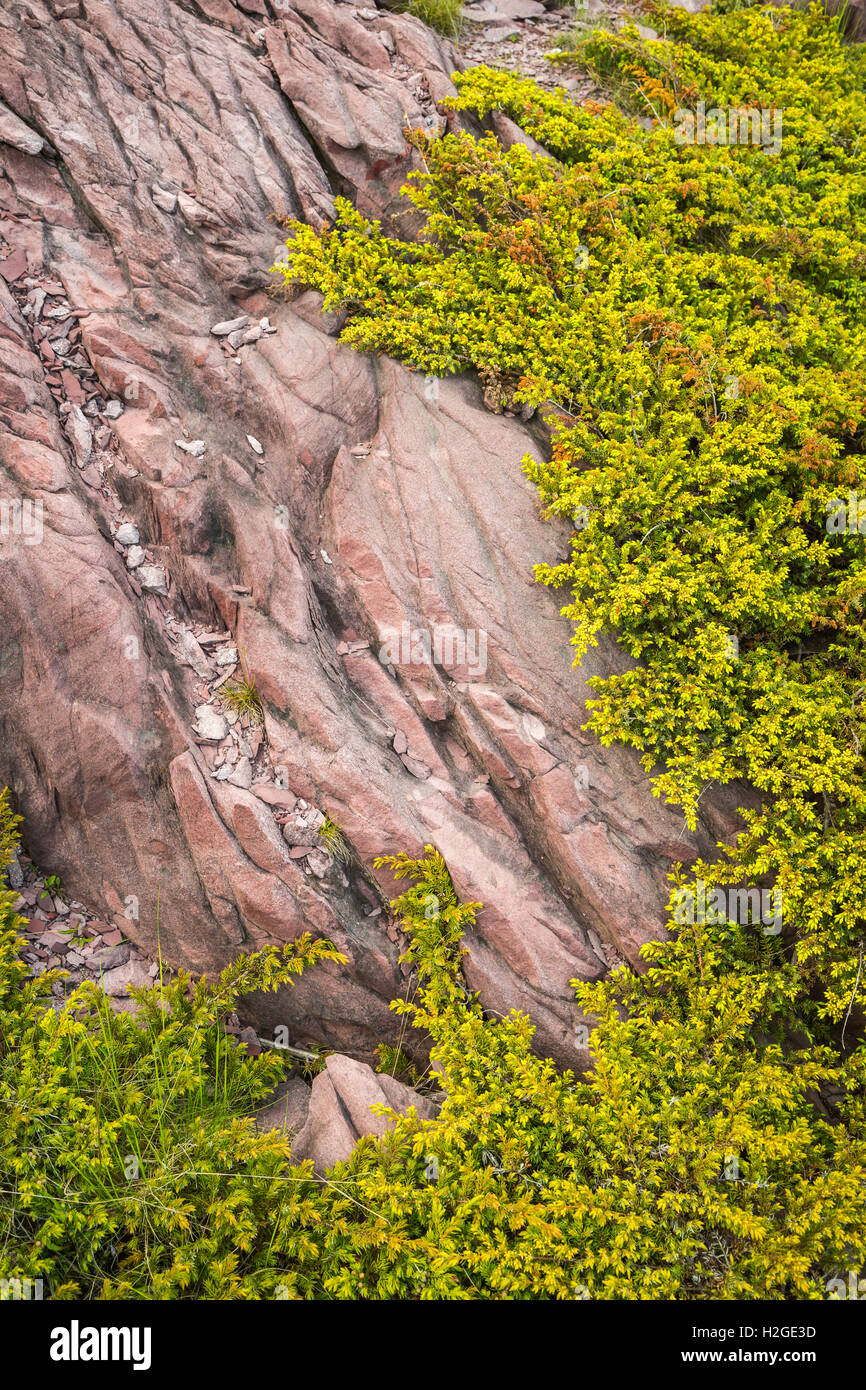 Rosa Felsen und Vegetation in der Nähe von Tickle Bucht, Neufundland und Labrador, Kanada. Stockfoto