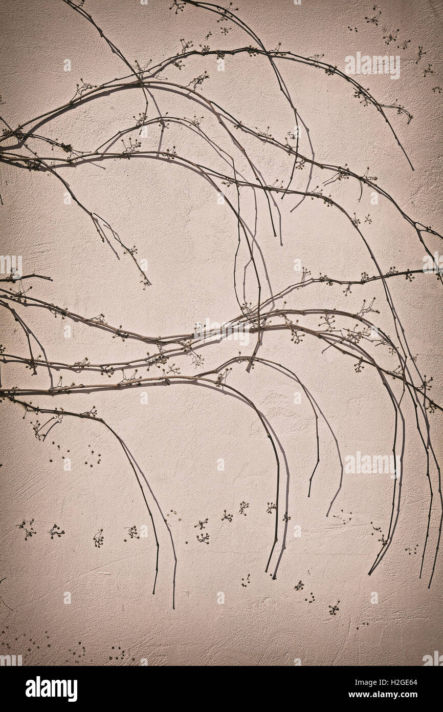 Kriechend, verdorrte Pflanze auf Wand Hintergrund, Vintage-Filter angewendet. Stockfoto