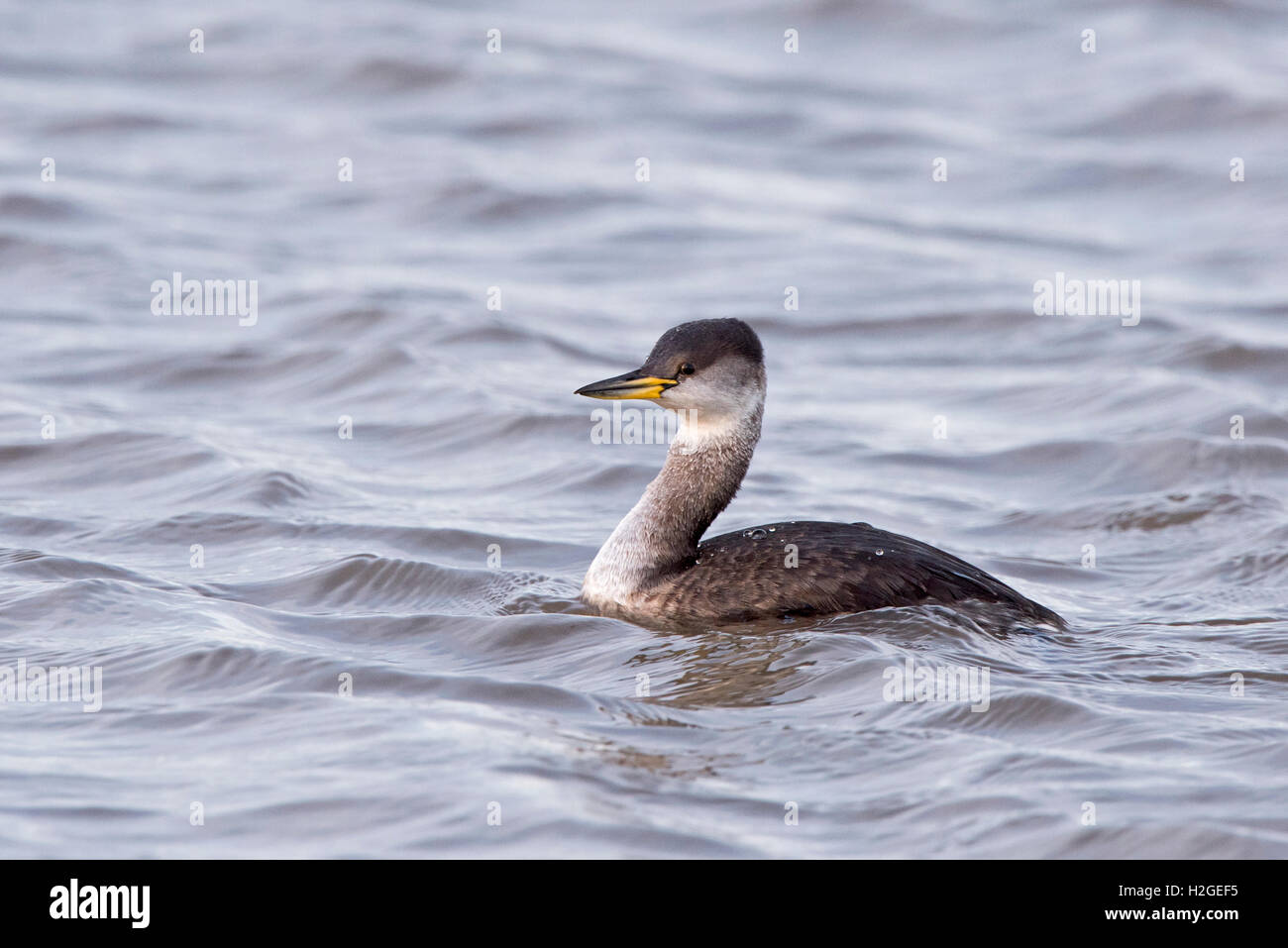 Red-necked Grebe Podiceps Grisegena Brancaster Staithe Norfolk Dezember Stockfoto