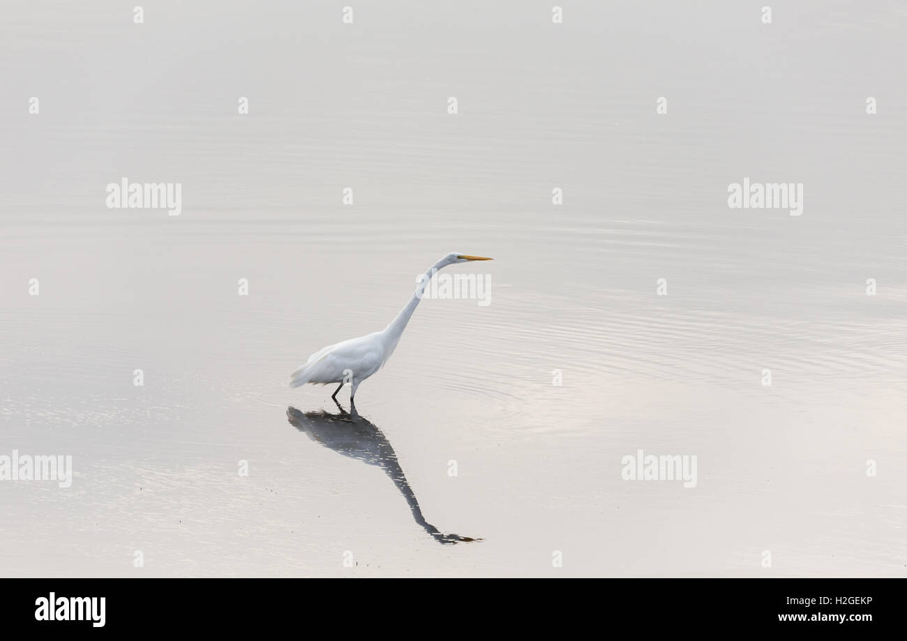 Silberreiher, ein Weißer Reiher in San diego Stockfoto