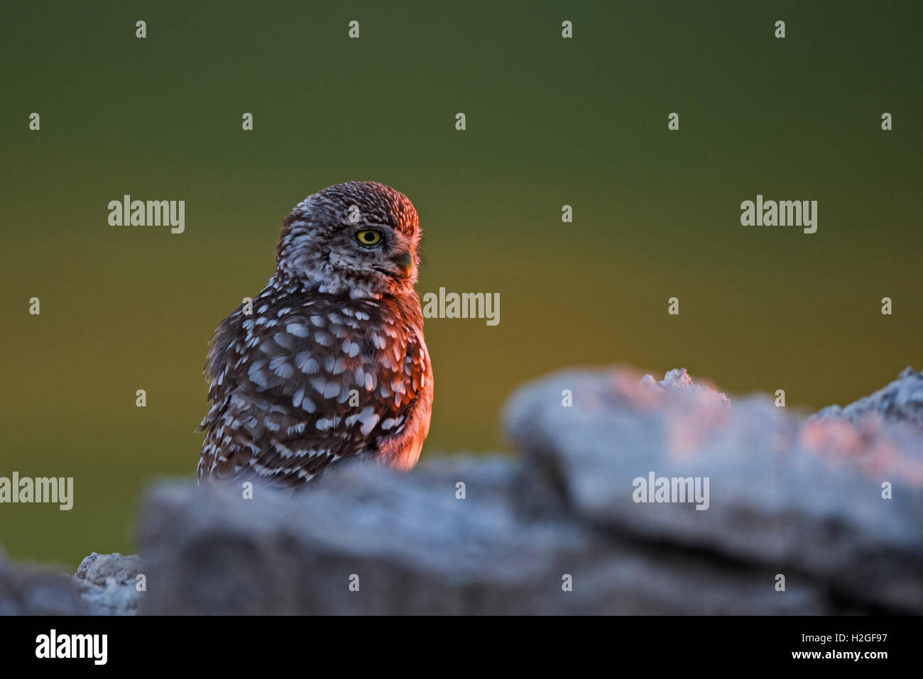 Steinkauz Athene Noctua Montgai Spanien April Stockfoto