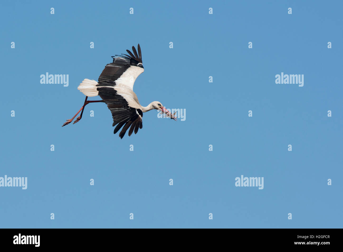 Weißstorch-Ciconia Ciconia Ankunft mit Nistmaterial am Nest am Dom Alfaro Spanien Stockfoto