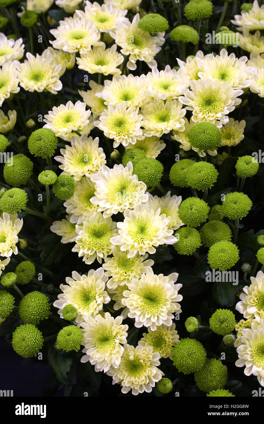Chrysantheme Gefühl grün und Swan-Creme auf dem Display. Stockfoto
