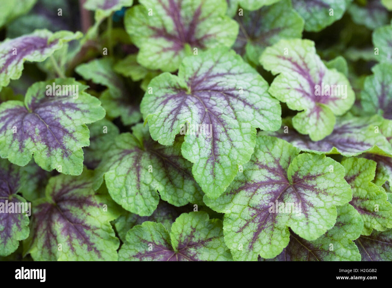 Heucherella 'Firefrost' Blätter. Stockfoto