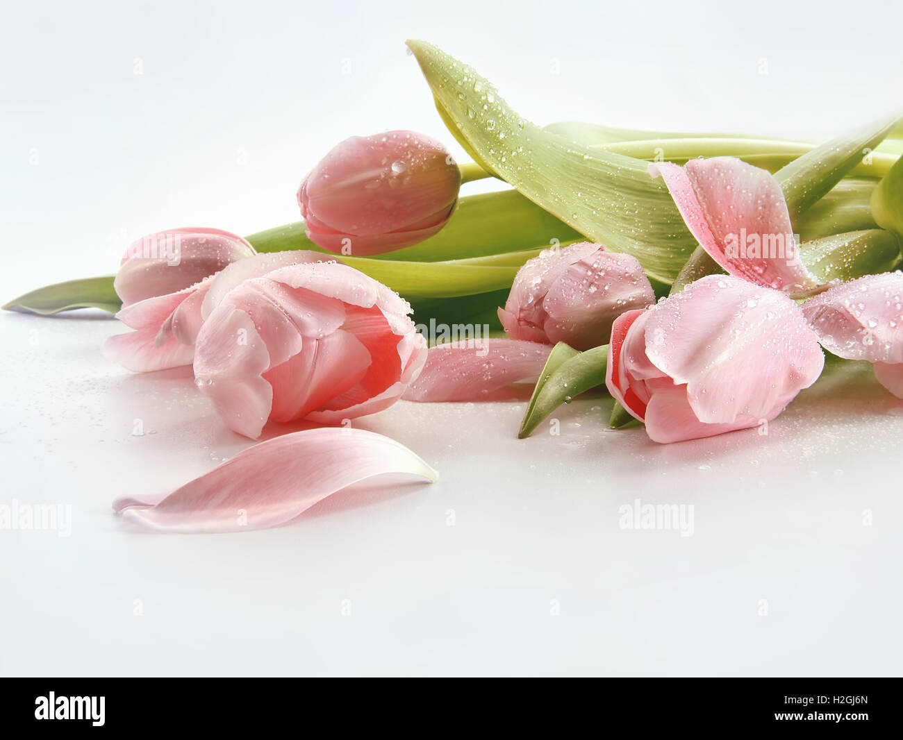 Rosa Tulpen mit Wassertropfen Stockfoto