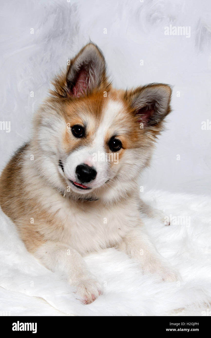 Norwegische Lundhund Hund Stockfoto