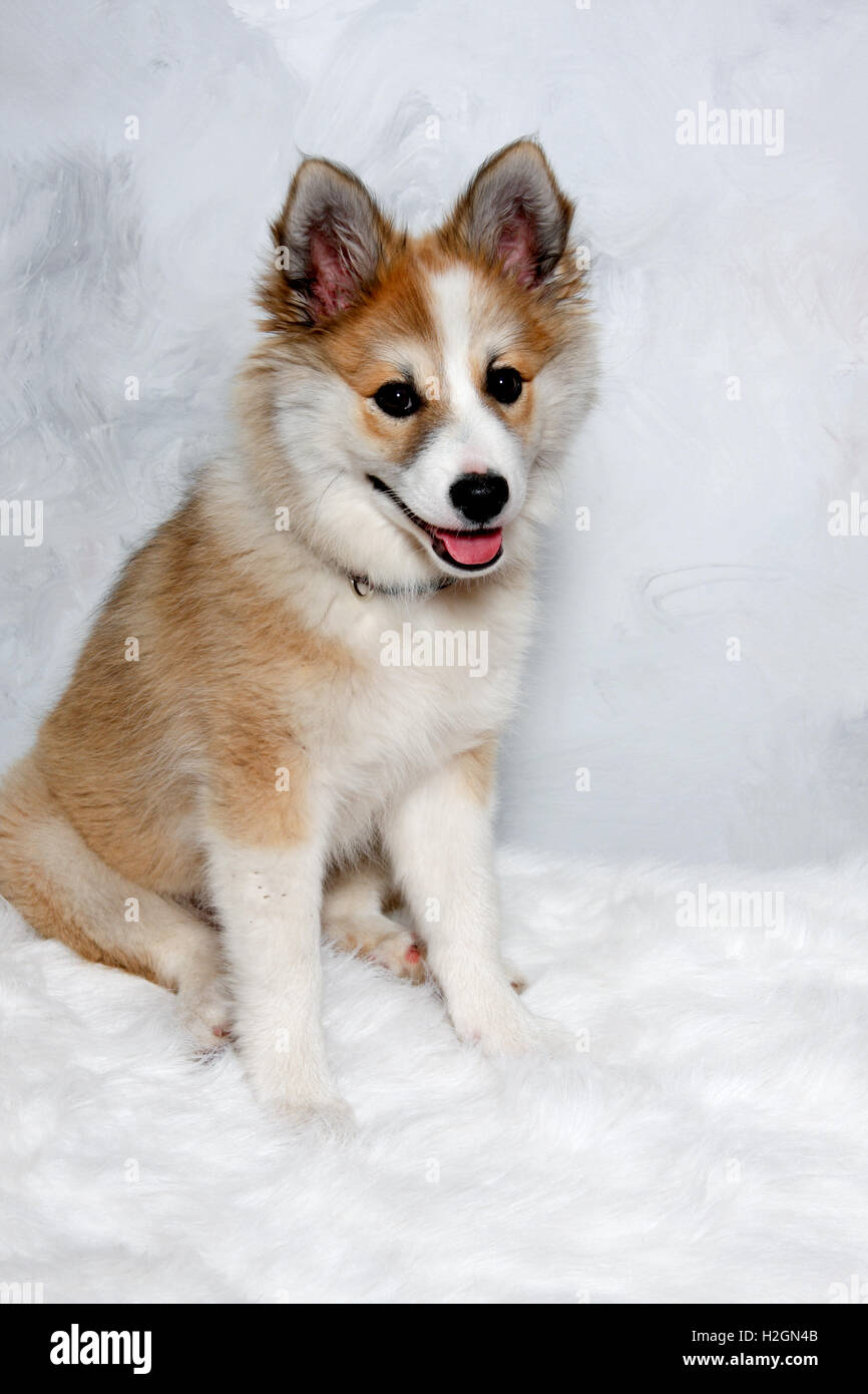 Glücklich norwegische Lundhund Hund Stockfoto