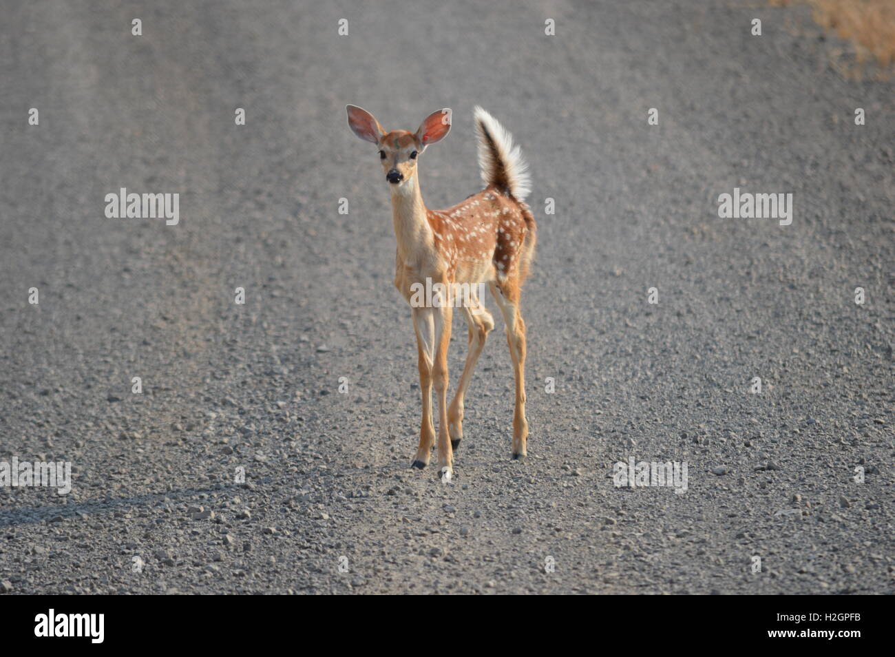 Whitetail Deer Fawn in höchster Alarmbereitschaft! Stockfoto
