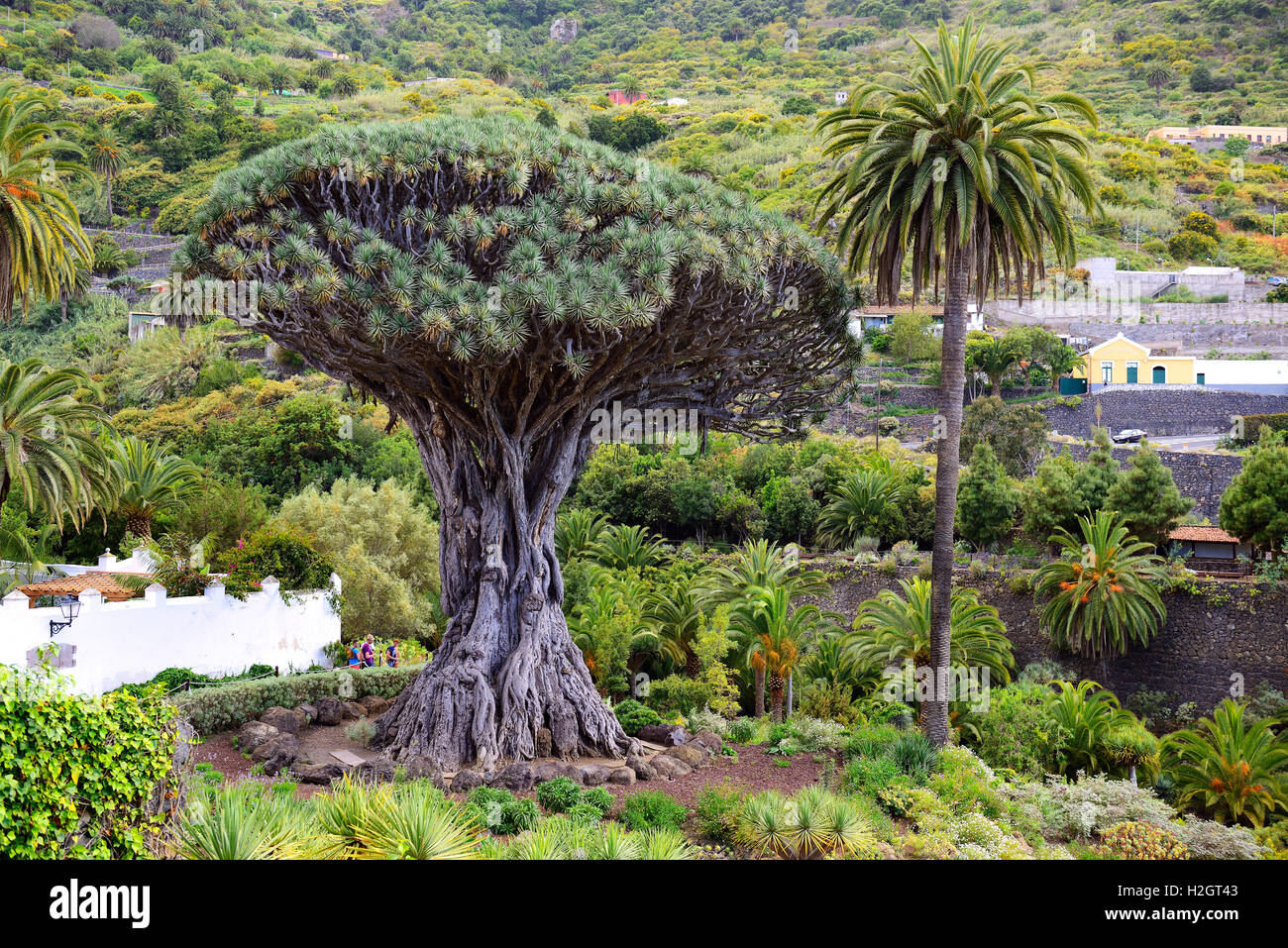 Tausend Jahre alten kanarischen Drachenbaum (Dracaena Draco), Drago Milenario, Icod de Los Vinos, Teneriffa, Kanarische Inseln, Spanien Stockfoto