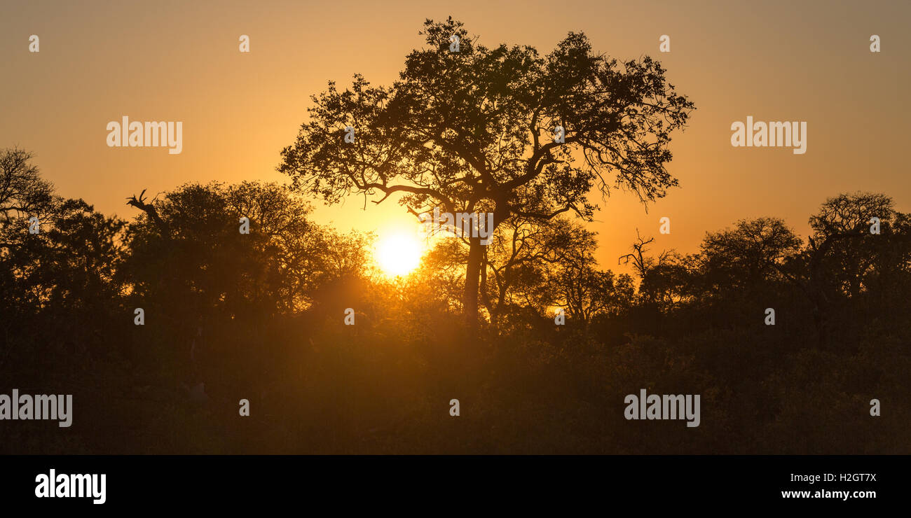 Sonnenuntergang hinter Bäumen, afrikanische Savanne Timbavati Game Reserve, Südafrika Stockfoto Sonnenuntergang hinter Bäumen, afrikanische Savanne Timbavati Game Reserve, Südafrika Stockfoto