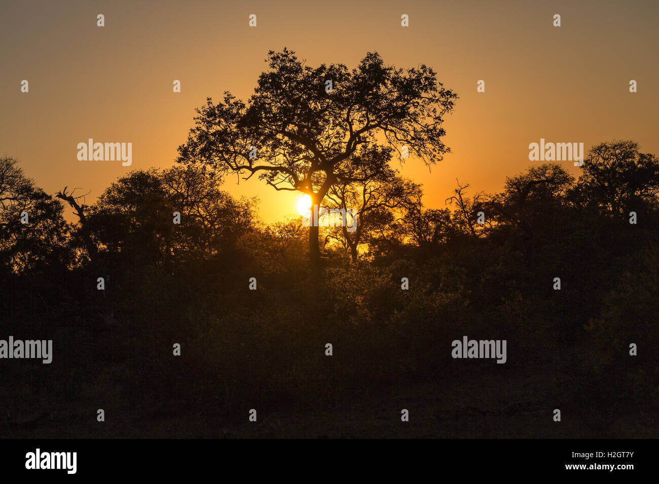 Sonnenuntergang hinter Bäumen, afrikanische Savanne Timbavati Game Reserve, Südafrika Stockfoto