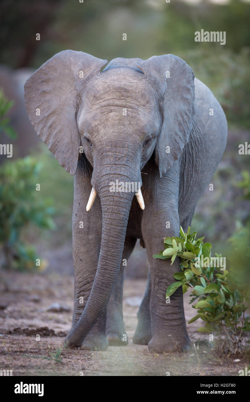 Young African bush Elefant (Loxodonta Africana), Timbavati Game Reserve, Südafrika Stockfoto