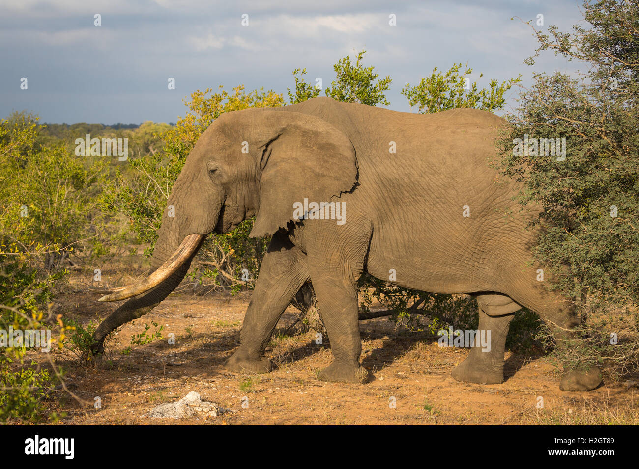 Afrikanischer Bush Elefant (Loxodonta Africana), alte Stier zu Fuß durch Buschland, Timbavati Game Reserve, Südafrika Stockfoto