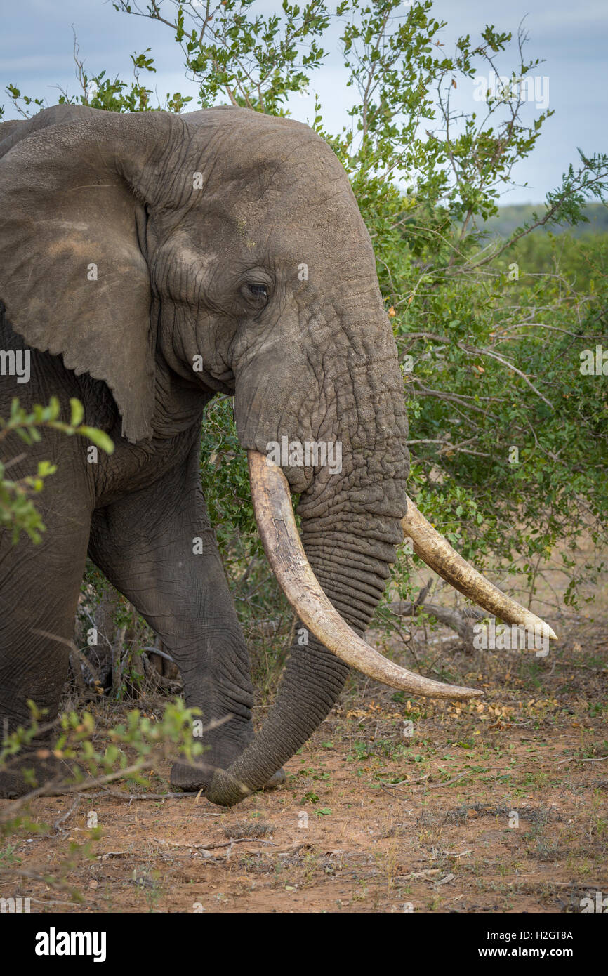 Afrikanischer Bush Elefant (Loxodonta Africana), Stier alt in Strauch, Timbavati Game Reserve, Südafrika Stockfoto